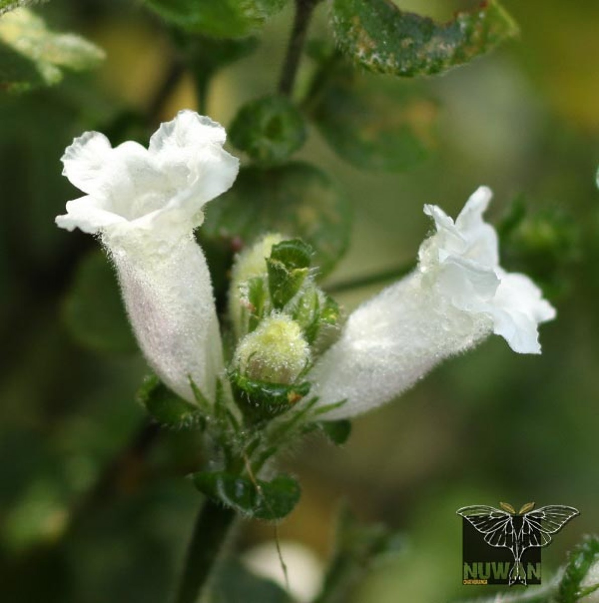 Strobilanthes anceps Nees